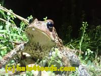 /home//u458753944/public_html/sourcegallery///////////////////////////Roxborough Toad Detour/2021/2021-04-11/P4110222.JPG